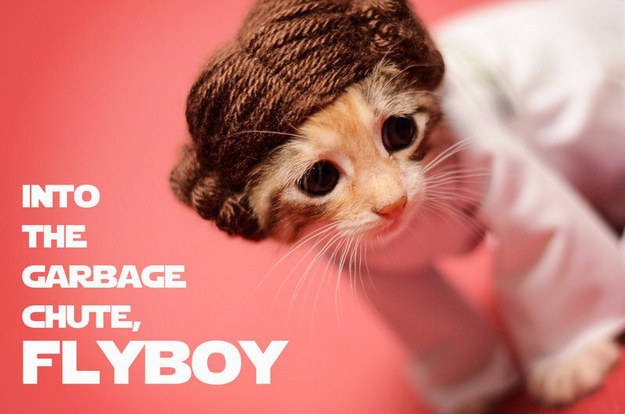 quirkbooks's tweet photo. Meow the Fourth be with you! #QuirkCatWeek😻 https://t.co/XkQs5cxuOU https://t.co/83vCq6upMU