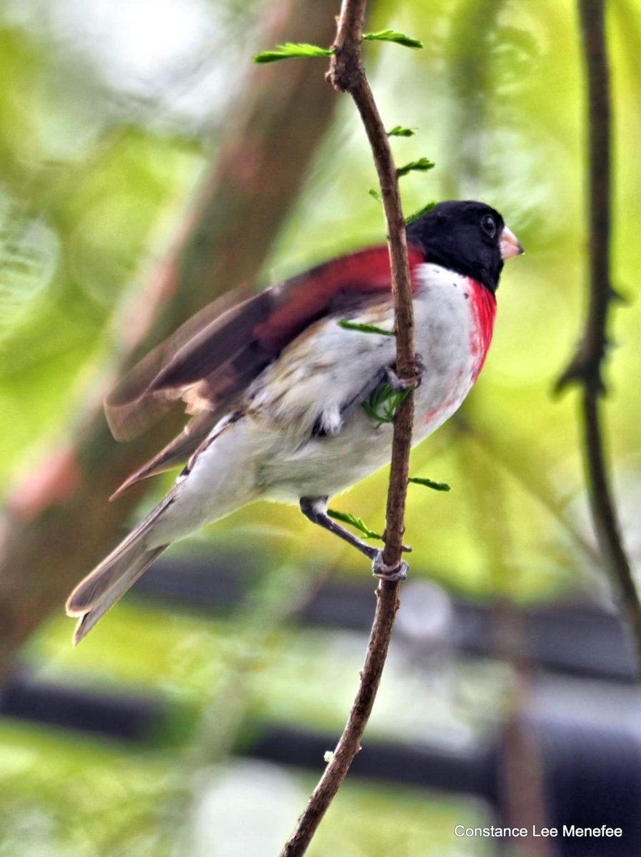 #RosebreastedGrosbeak They have color under their wings!