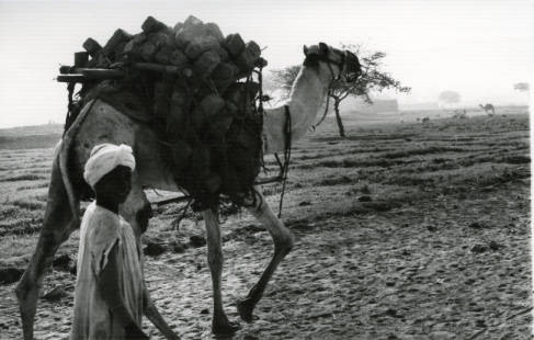 honnoldlibrary's tweet photo. Not even bricks can break this camel's back! #ArchivesAnimals An Egyptian boy and his camel from the Nag Hammadi Archive https://t.co/c0FKU02cgS #ArchivesHashtagParty #WorkingLikeADo...Camel #ccl_speccoll https://t.co/kKhZlWW2CN