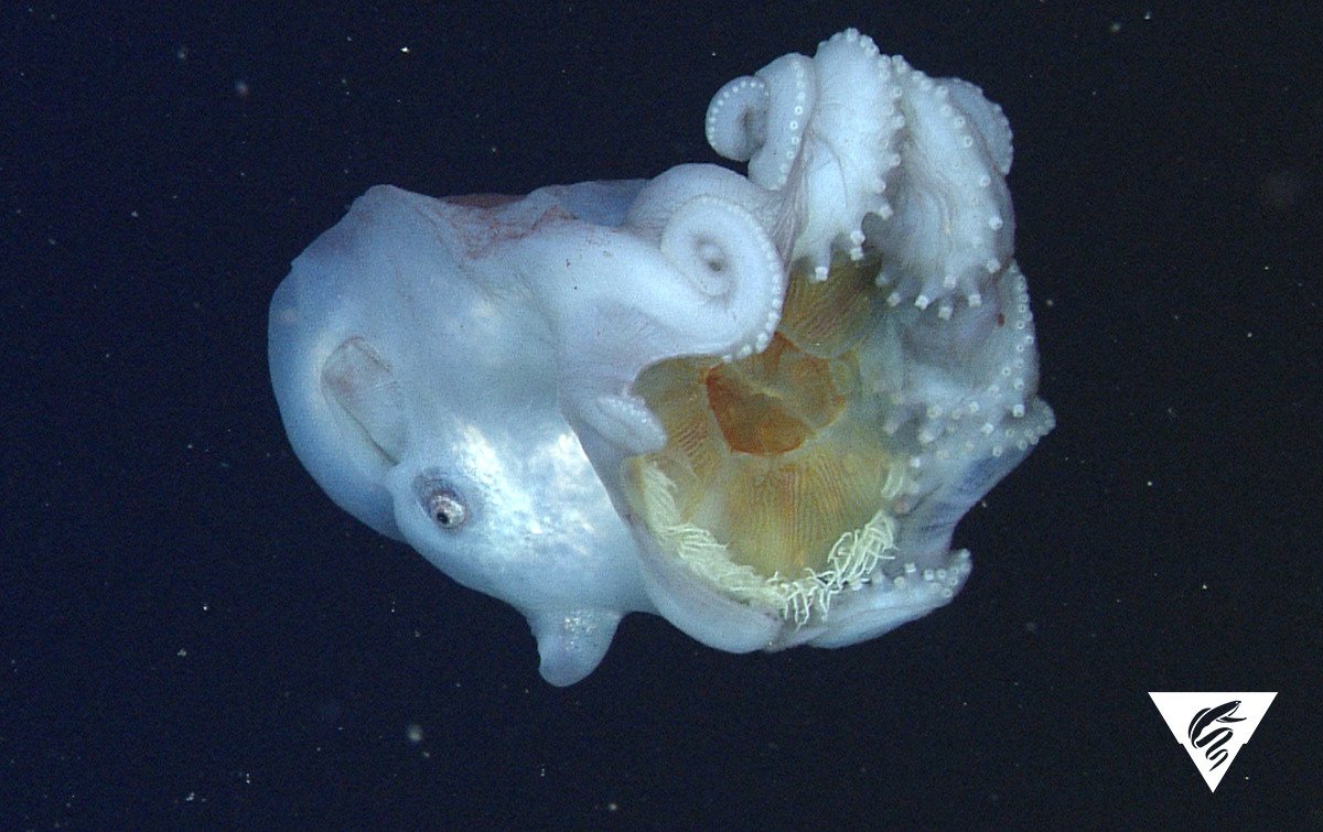 A deep sea Haliphron atlanticus octopus holding onto a jelly.