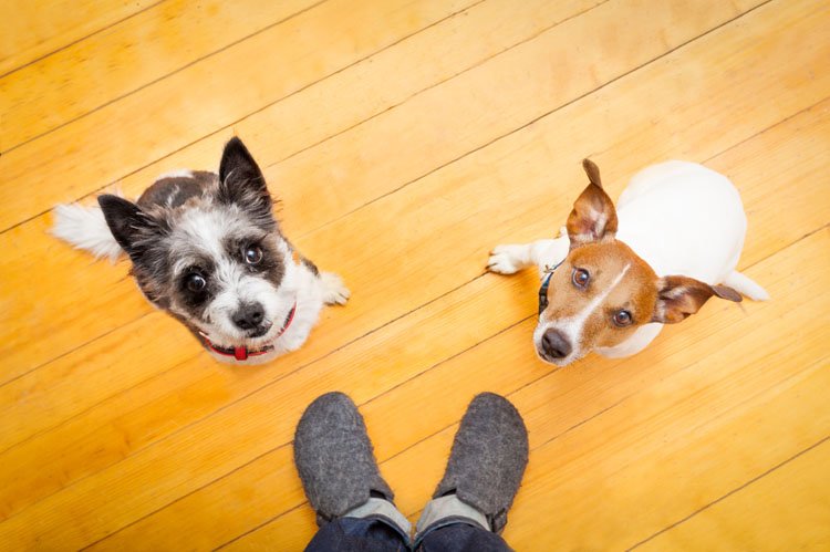 DogTrainNation's tweet photo. Searching for a chemical-free floor cleaner? We've got you covered https://t.co/diU6DMCToz https://t.co/7Qro4BwbMO