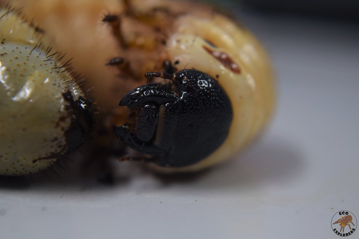 EcoExplorersNUI's tweet photo. Beetles are the most successful animals on the planet, approximately 25% of animals are beetles!
They spend most of their life as a larva, typically up to 3 years then they develop into an adult which usually only lives for around 3 months! https://t.co/RxQ0mlUwcq