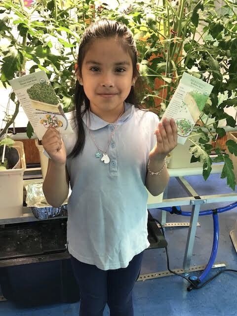 Magnet157's tweet photo. Mighty microgreens! Our 2nd graders will show off their green thumbs at our Magnet Festival on Wed 5/23, 4:30-7:30 pm. Come visit! #hydroponics @nysunworks #ps157 #district14 #kidsgarden #gardentotable #learningisfun @magnetschlsmsa #futureleaders #botany #microgreens #teamwork https://t.co/lsK8UXd5Ku