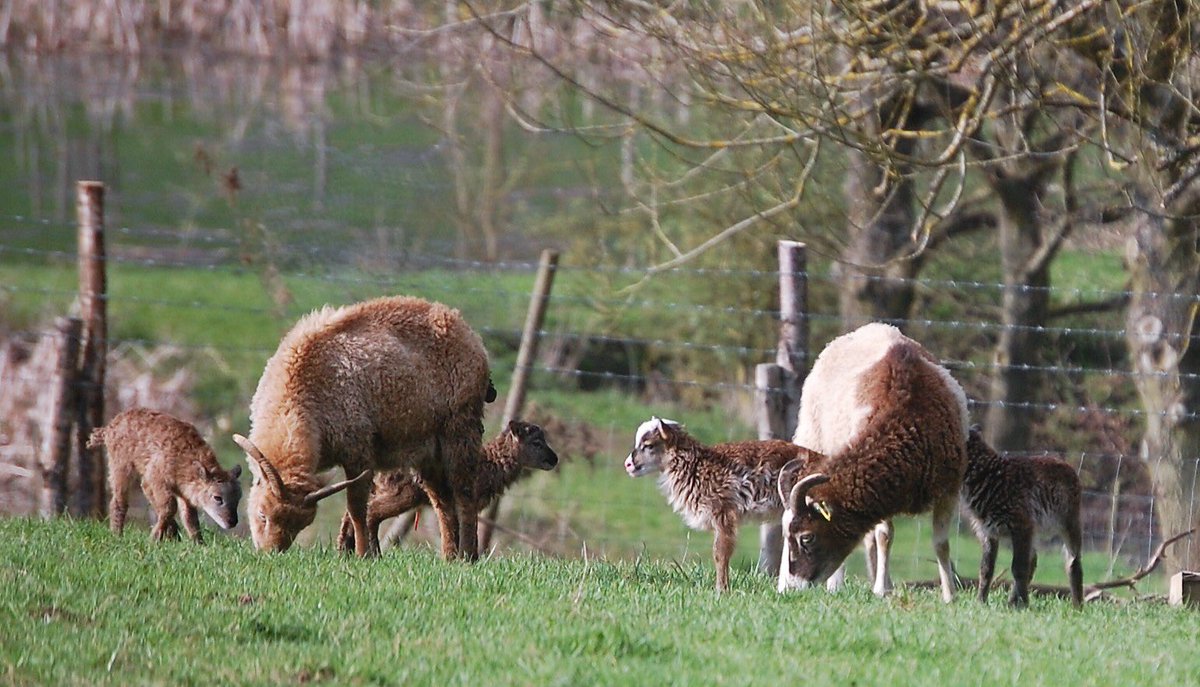 Pleased to see new life this spring @SoaySheep  <a href="/organicUK/">organicUK</a>.