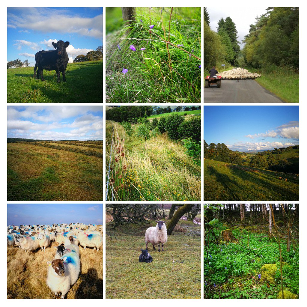 #ThisisWales

#WeAreWelshFarming delivering

#qualityfood 🍴
#cherishedlandscapes 🏞️
#preciousenvironment 🐦🐝🌳
#firstclassdestination 💚