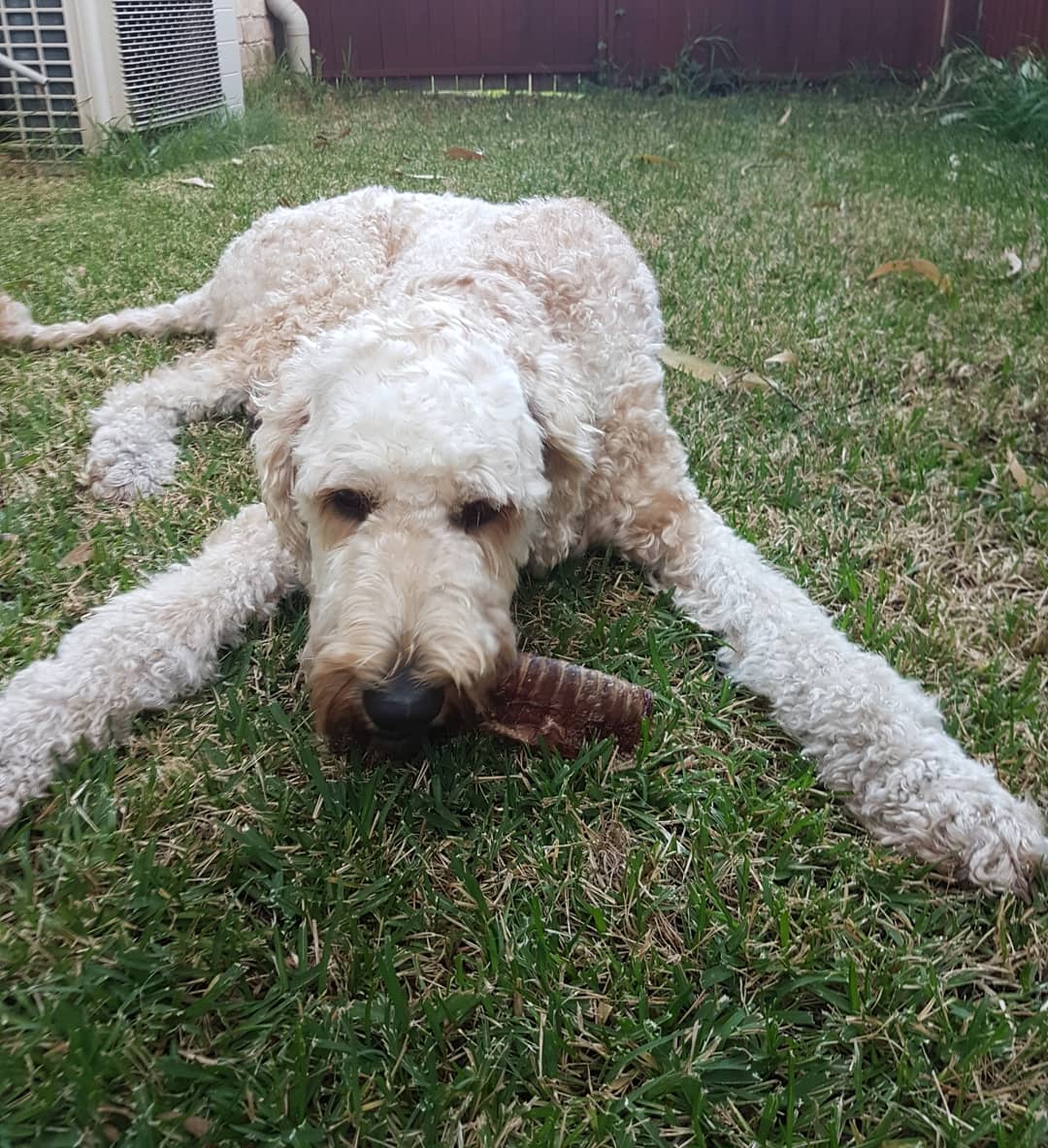 naturalCdelight's tweet photo. Tackling a beef trachea at 6am while mummy attends to birds 💚 (yes i dont like my feet getting dirty on food 😂)
#treats #beef #dogtreats #cattreats #food #yummy #healthy #natural #longlastingchew #dog #cat #puppies #kittens https://t.co/LhiWxbZqqO
