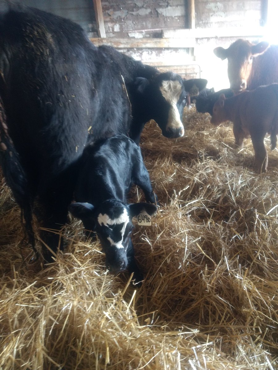 Shea_8's tweet photo. Hourglass and her bull (male) calf enjoying fresh bedding. #beefcows #1sttimecalver #simmentalx https://t.co/eTZuWPahAC
