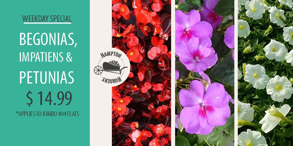 Hampton Nursery (hampton_nursery) Twitter