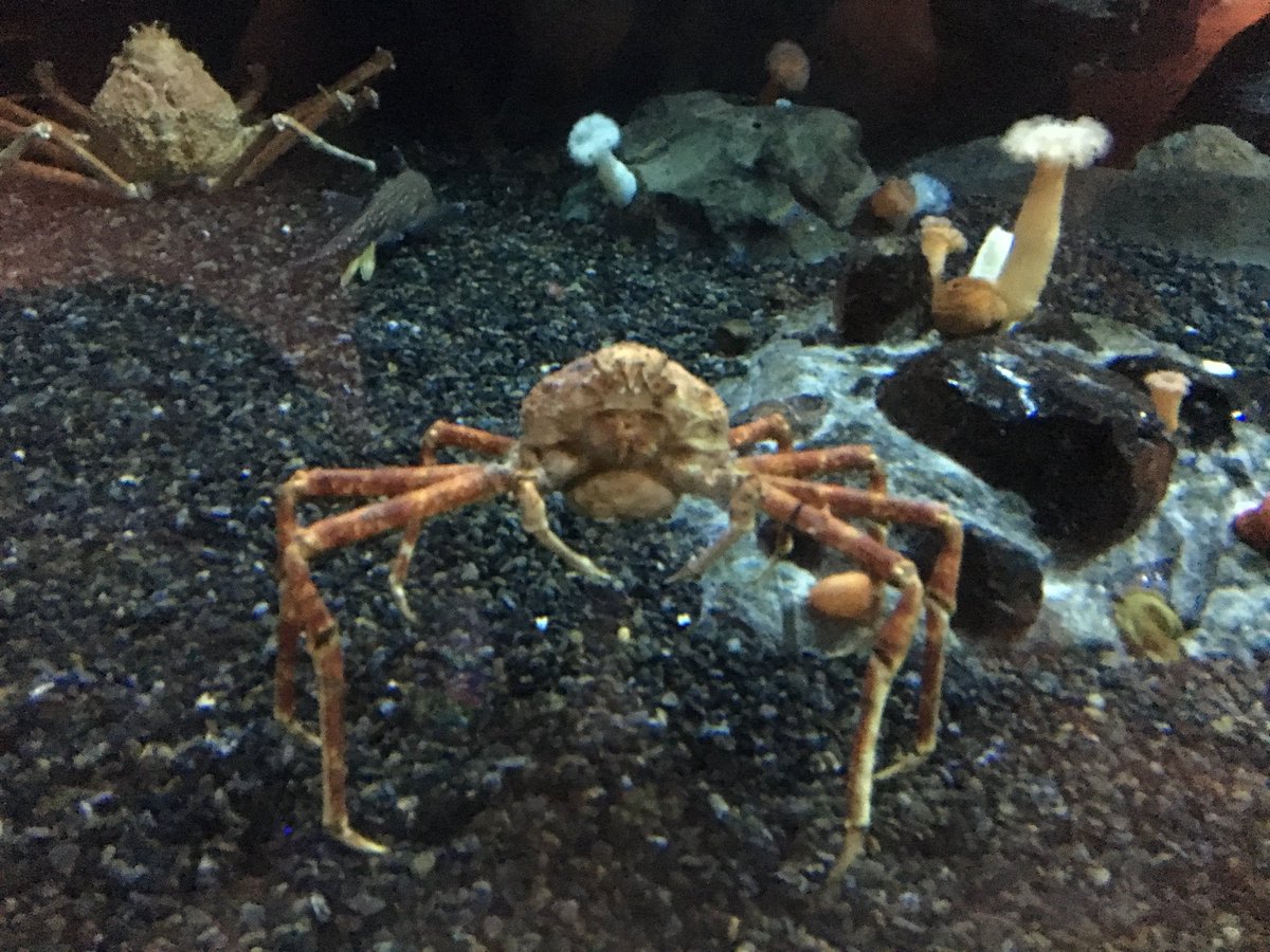 mz_kellum's tweet photo. Deepening our Understanding of Life Cycles and the Diversity of the ocean! What a way to broaden our educational experience!!! @georgiaaquarium @trinityschool #Fieldbasedlearning https://t.co/aAb32We9sc