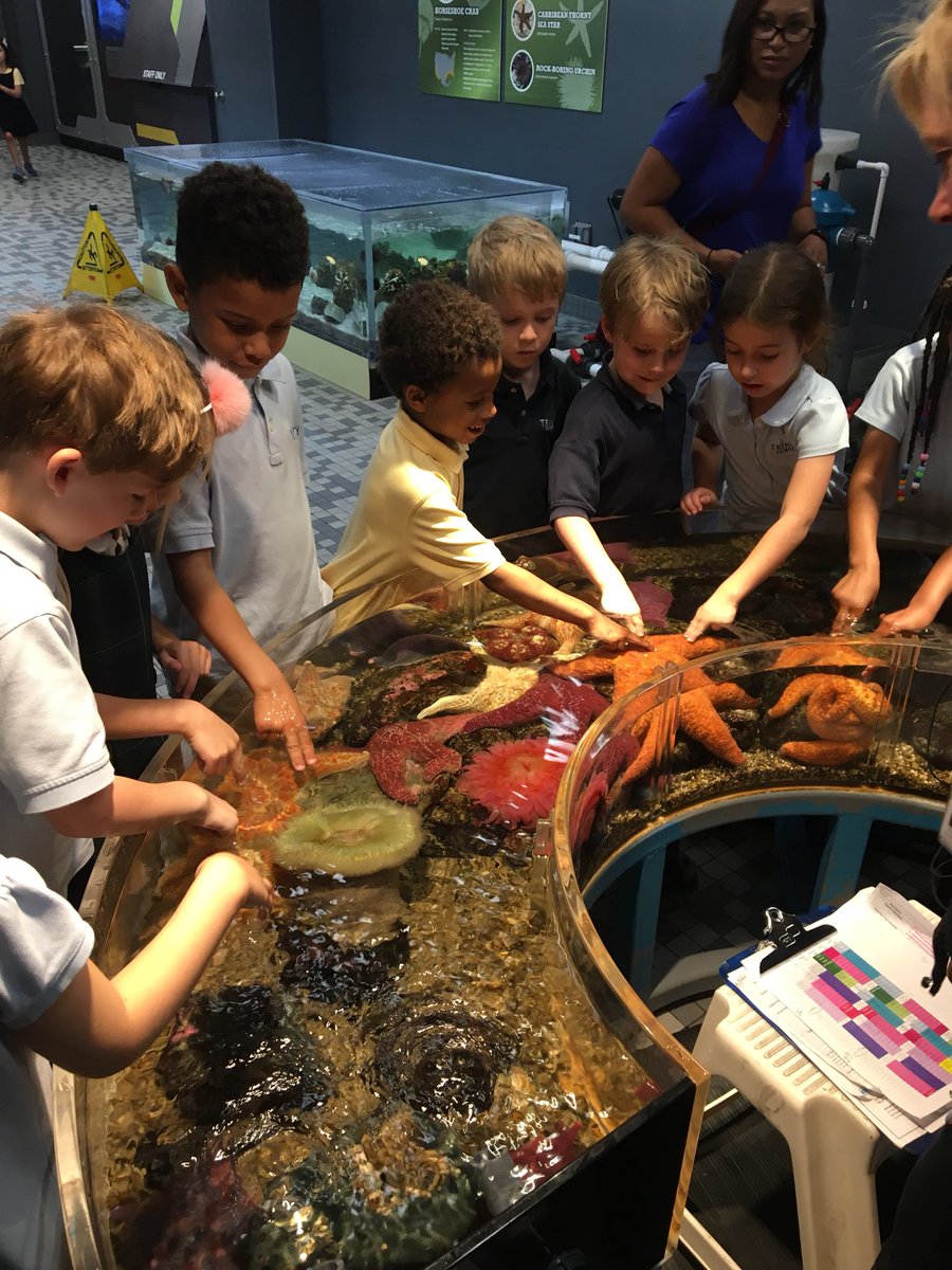 Deepening our Understanding of Life Cycles and the Diversity of the ocean! What a way to broaden our educational experience!!! <a href="/georgiaaquarium/">Georgia Aquarium</a> <a href="/trinityschool/">TSM Rugby</a> #Fieldbasedlearning