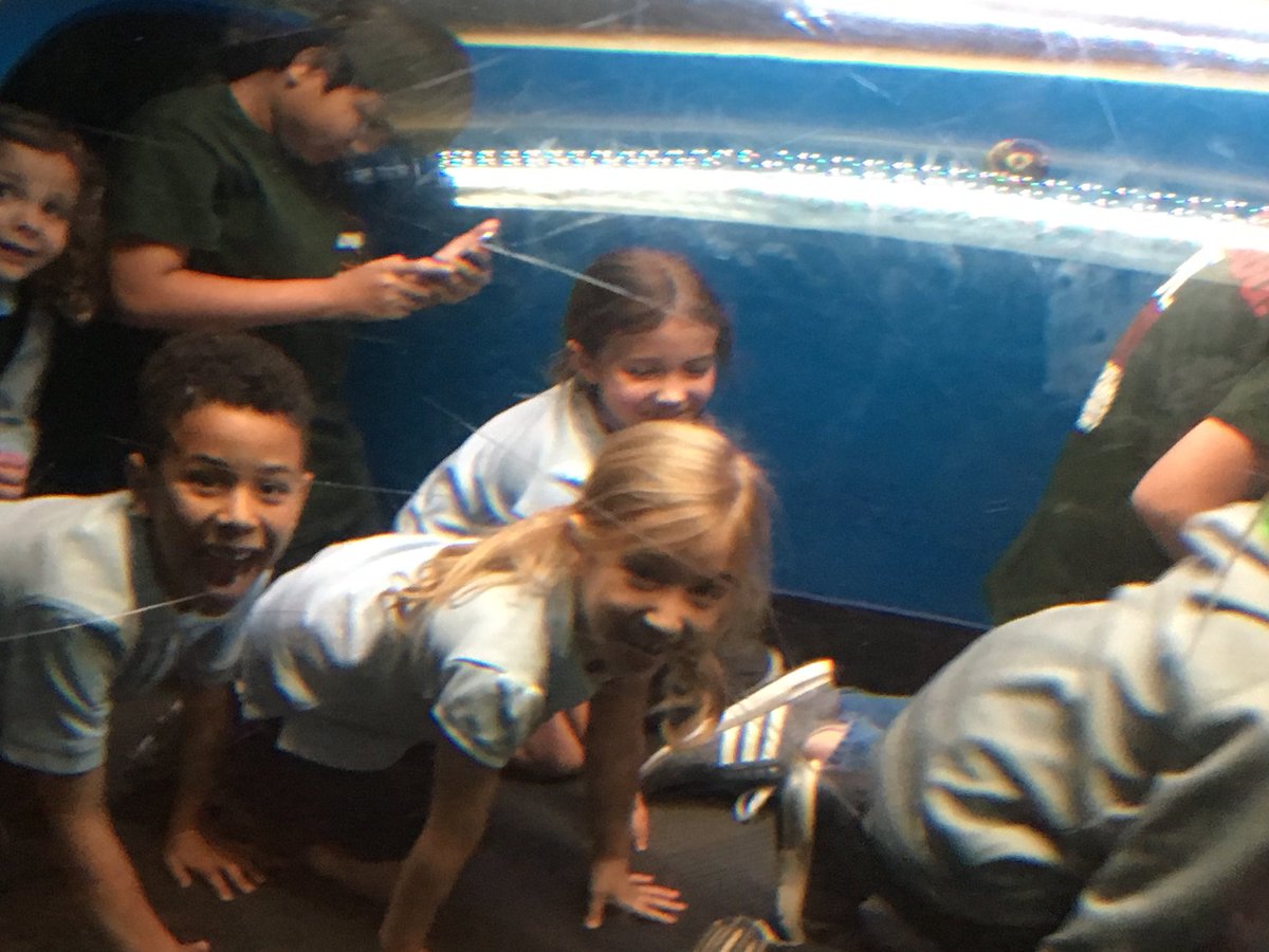 mz_kellum's tweet photo. Deepening our Understanding of Life Cycles and the Diversity of the ocean! What a way to broaden our educational experience!!! @georgiaaquarium @trinityschool #Fieldbasedlearning https://t.co/aAb32We9sc