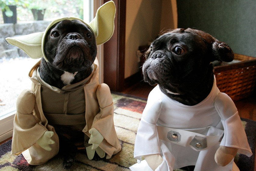 May the fourth be with you- Happy National Star Wars Day! Check out these furry friends.
#NationalStarWarsDay #K9Resorts