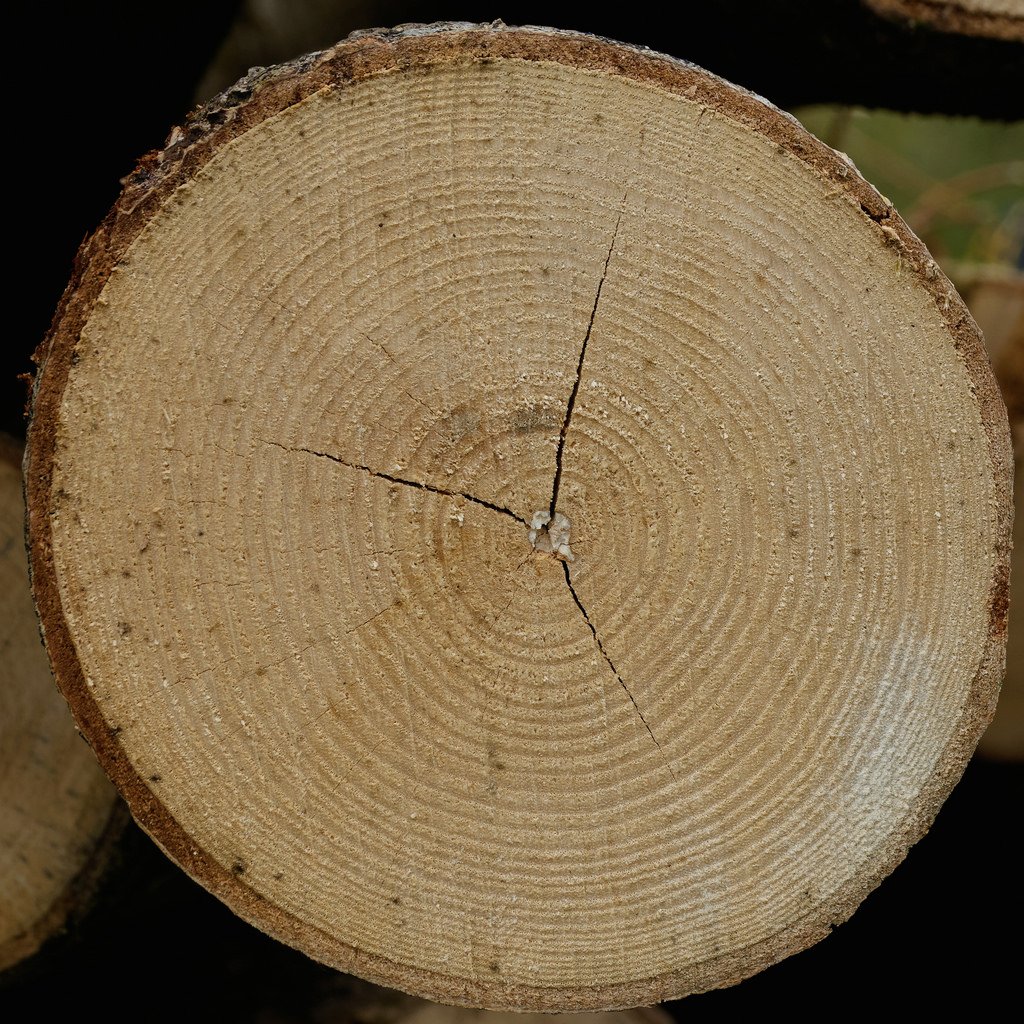 Matemolivares's tweet photo. Los círculos de la vida vegetal. Fotografía mayemática.
https://t.co/3qebGQHh1p #math #circles #geometry #mathNature #nature https://t.co/NNvIUr7EHw