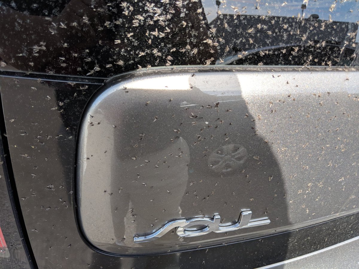 Kia of St. Catharines (CatharinesKia) Twitter