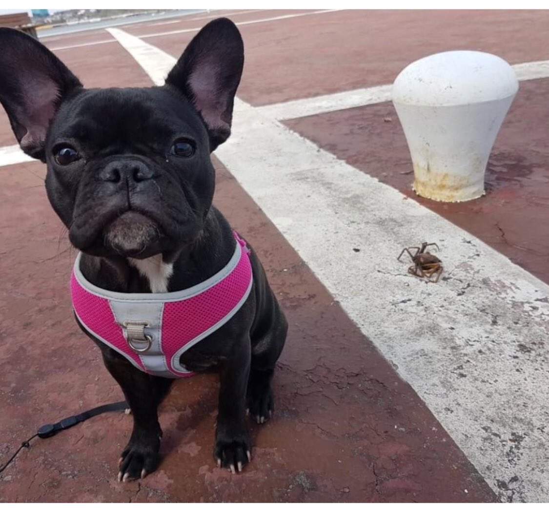 Pilon89's tweet image. Just caught her first crab 🦀 #ProudDad