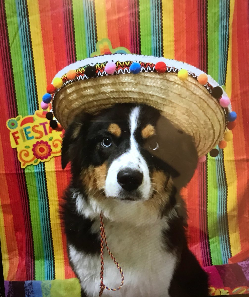 Framingham Petsmart tweet media