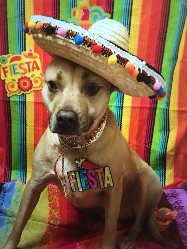 Framingham Petsmart tweet media