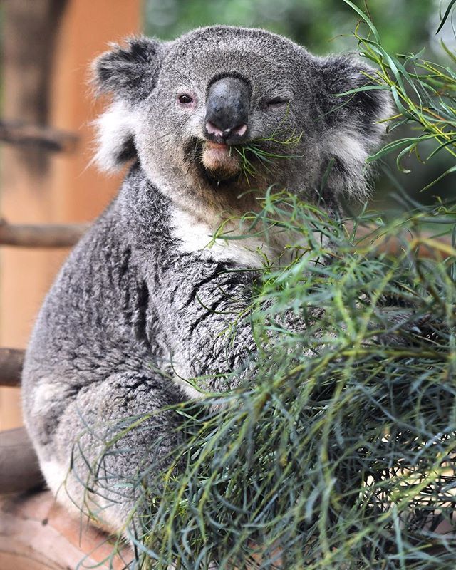 SBIndyNews's tweet photo. The newest residents at @santabarbarazoo know how to weekend. Edmund and Thackory spend up to 20 hours a day sitting, resting, or sleeping. Link in our bio for the full scoop on our new best koala friends
#sbindy https://t.co/Ief7WjJkxm https://t.co/cNRLNITq4h