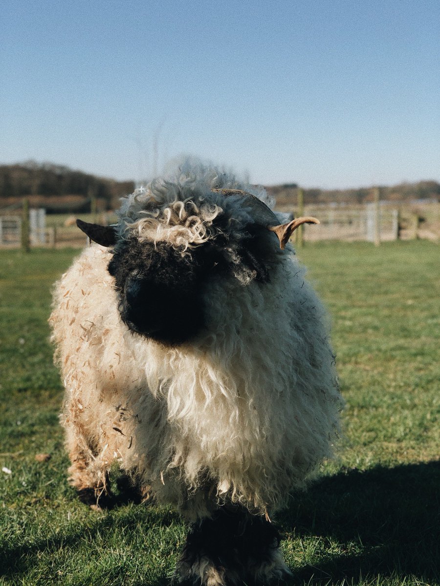 FollowTabikaeru's tweet photo. Introduce my new friends to you, Mr. Duck and Miss Sheep. We have a pleasant conversation. They said they admire the experiences that I've travel around the world. Of course, I also encourage them to enjoy the wider nature.☺️ #tripUK #FollowTabikaeru #Bournemouth https://t.co/Bst1NDCmkw