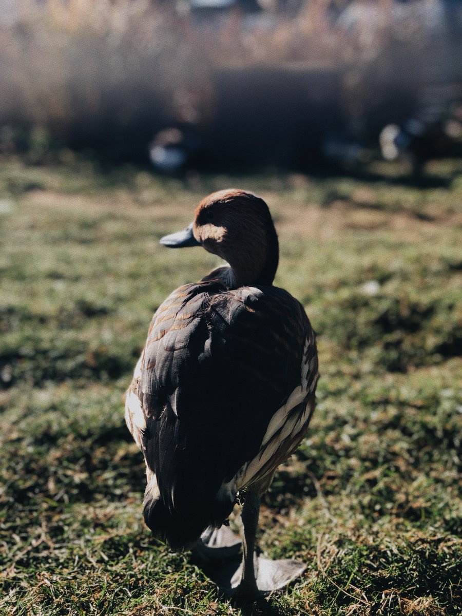 FollowTabikaeru's tweet photo. Introduce my new friends to you, Mr. Duck and Miss Sheep. We have a pleasant conversation. They said they admire the experiences that I've travel around the world. Of course, I also encourage them to enjoy the wider nature.☺️ #tripUK #FollowTabikaeru #Bournemouth https://t.co/Bst1NDCmkw