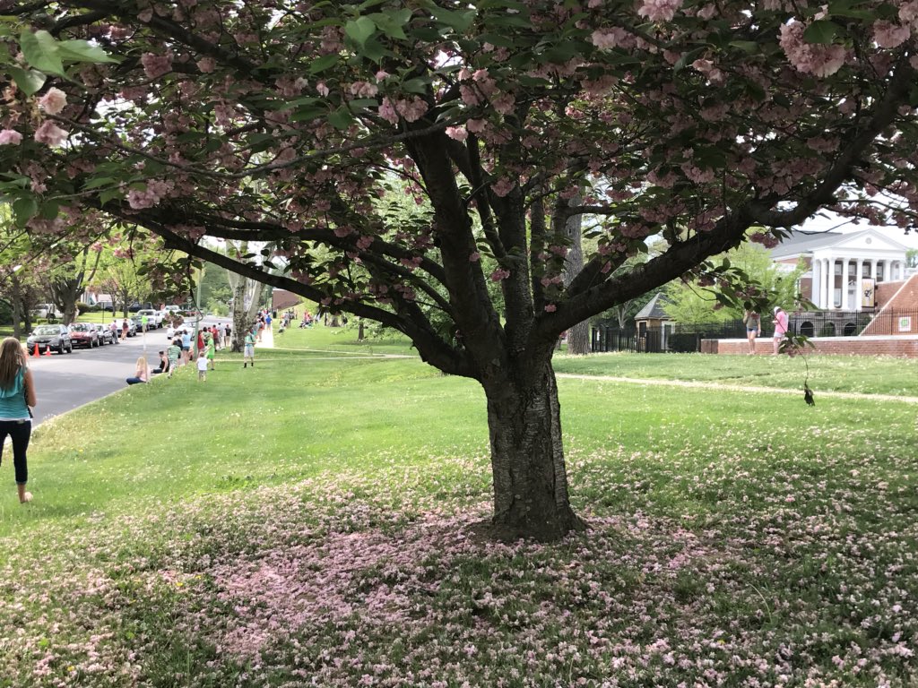 AndrewsShellyVA's tweet image. So beautiful to watch 1,000+ kiddos run past scenery and a school like this! I love my town!