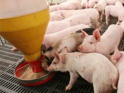 elprodporcino's tweet photo. MATERIAS PRIMAS: QUÉ DEBE INCLUIR UNA BUENA DIETA PARA #PORCINOS
El veterinario Marcelo Pooli publicó un detallado resumen de los componentes de las dietas para #cerdos, sus aportes y diferencias
#Bioter #Alimentación #Nutrición #Maiz #Soja
https://t.co/jHpwpAtEen https://t.co/WZlUfJuodJ