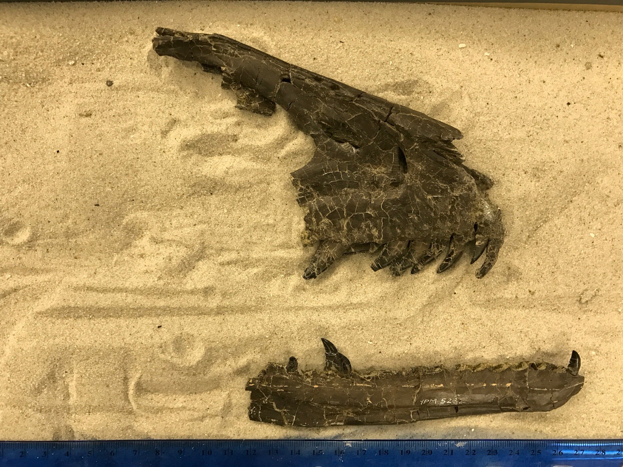 deinonychus teeth