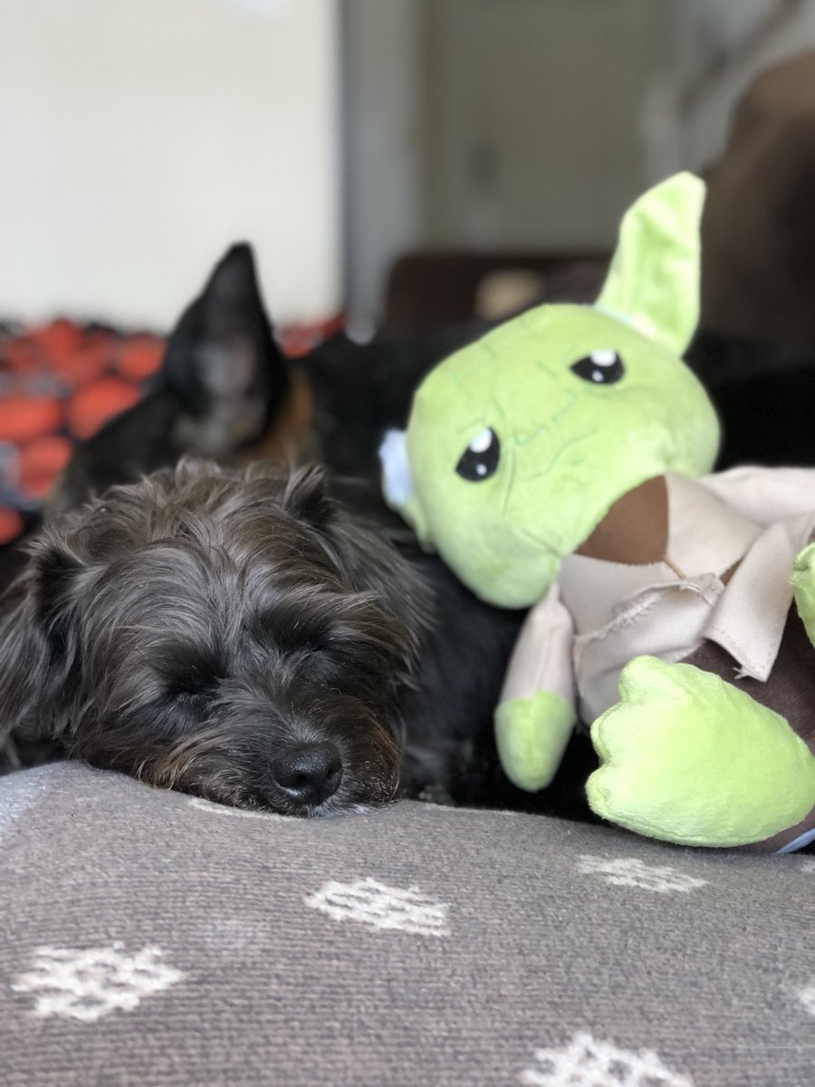 WednesdayWalton's tweet photo. Petco was having a “May the 4th” sale today and I took full, slightly overboard, advantage of it https://t.co/3NZ3q3evPP