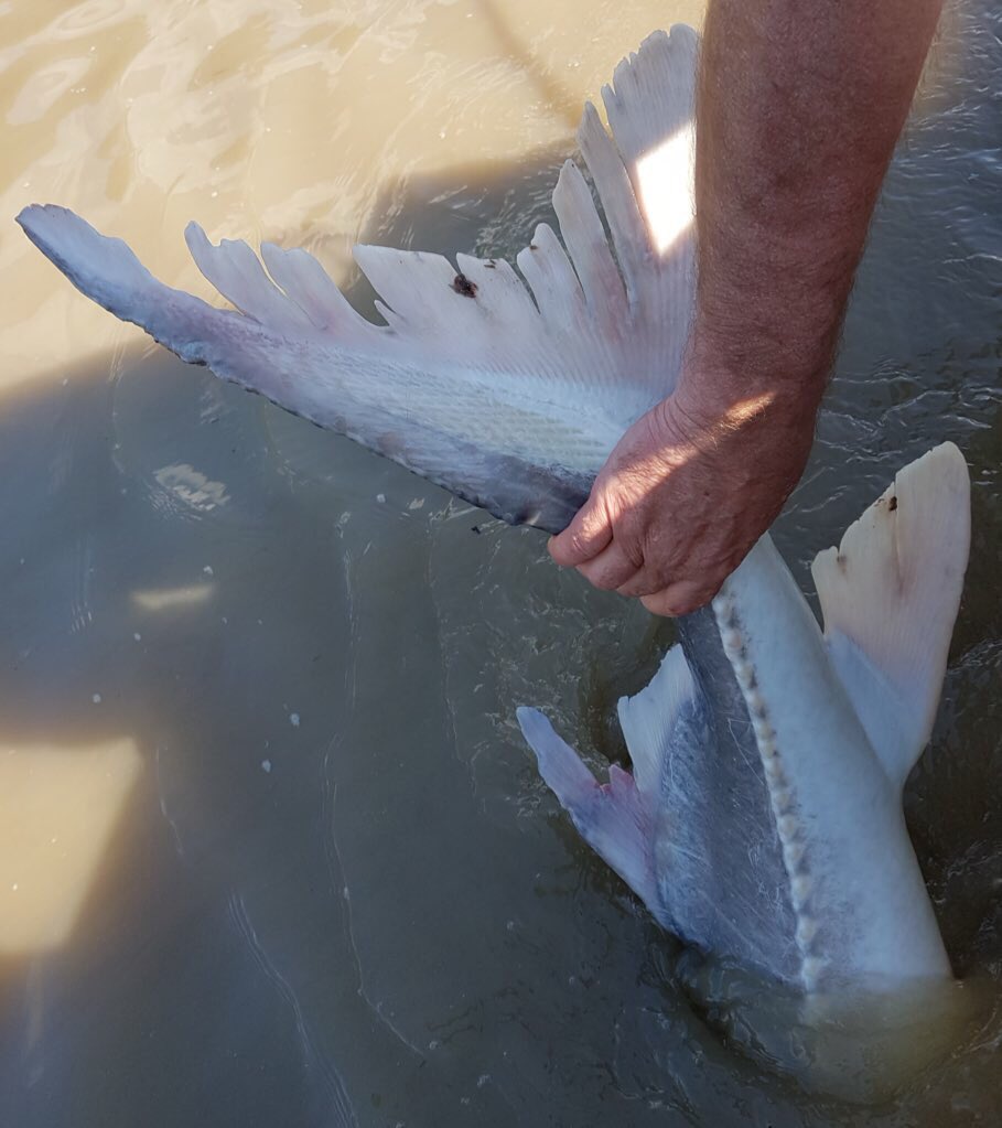 SturgeonSlayers's tweet photo. THIS IS RIDICULOUS TO SEE DAILY! We need to wake up as a society. SELECTIVE FISHING ONLY! No more GILL-NETS #Conservation #SelectiveFishing 📸 Harold H. https://t.co/cURLiCWyvs