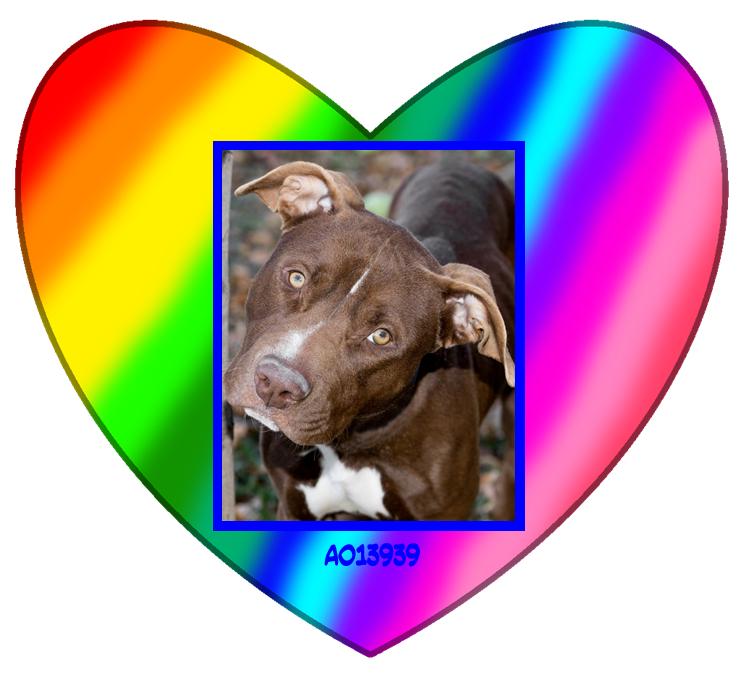 FBCASTX's tweet photo. Come see us and brighten your weekend! 😎🌞🐶❤️ All *ADOPT FEES WAIVED or REDUCED* (Pets 6+months/No Fee  Pets <6 mos/$50)!! Open Sat 10a-2p.  #AdoreABull #LoveABull #BullyBreeds #BullyLove #AdoptDontShop  #FortBend #KatyTX #Houston https://t.co/gZ2ZYuEJuy