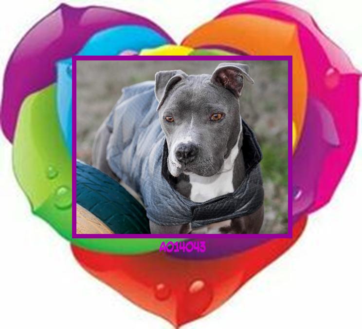 FBCASTX's tweet photo. Come see us and brighten your weekend! 😎🌞🐶❤️ All *ADOPT FEES WAIVED or REDUCED* (Pets 6+months/No Fee  Pets <6 mos/$50)!! Open Sat 10a-2p.  #AdoreABull #LoveABull #BullyBreeds #BullyLove #AdoptDontShop  #FortBend #KatyTX #Houston https://t.co/gZ2ZYuEJuy