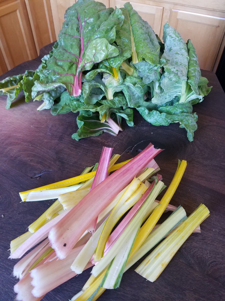 InSpearational's tweet photo. #FitFriday - No complaints here...looks like there will be LOTS of #swisschard consumed in this house over the next week! #Nutrition #smoothies #salads #sauteed #juicing #homegarden https://t.co/oJmAwG5Ity