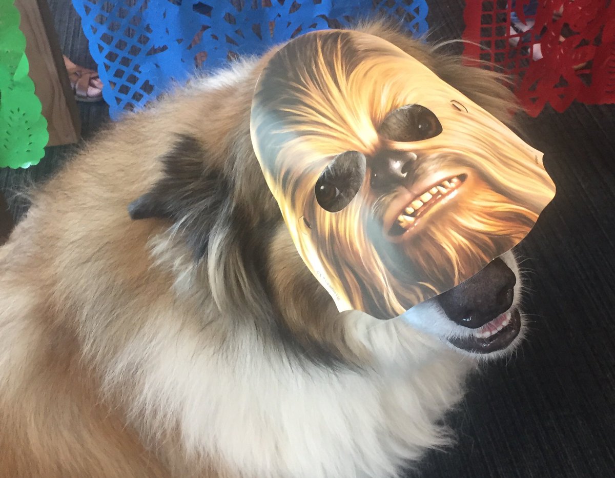 amazonnews's tweet image. Our #DogsOfAmazon are celebrating #StarWarsDay   too!  

#MayThe4thBeWithYou