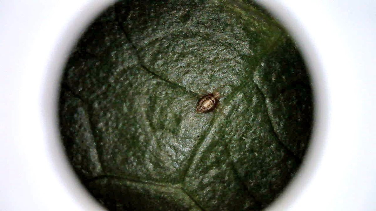 Exploring materials under #microscopes with @wonderfulideaco <a href="/MakerEdOrg/">Maker Ed</a>