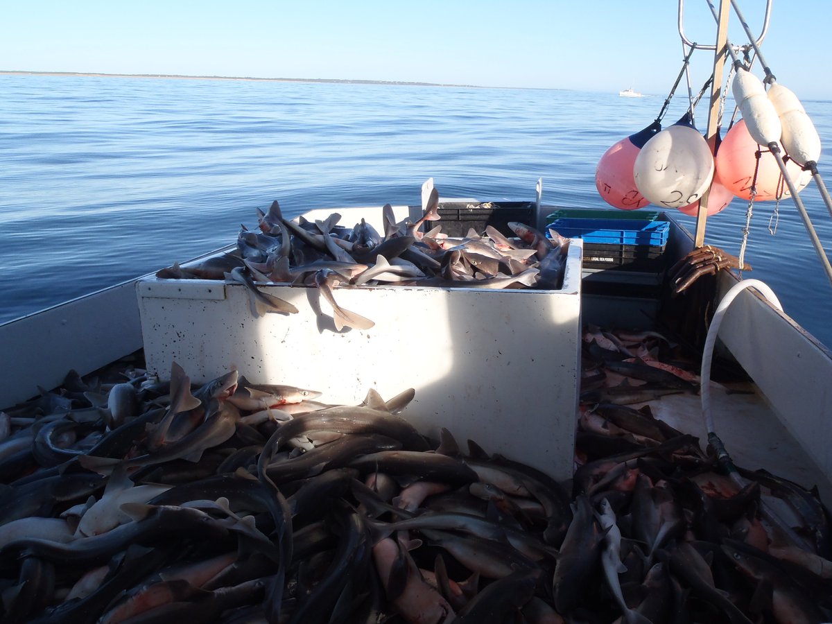 Fishermen's Alliance on Twitter "FishermanFriday The Marine