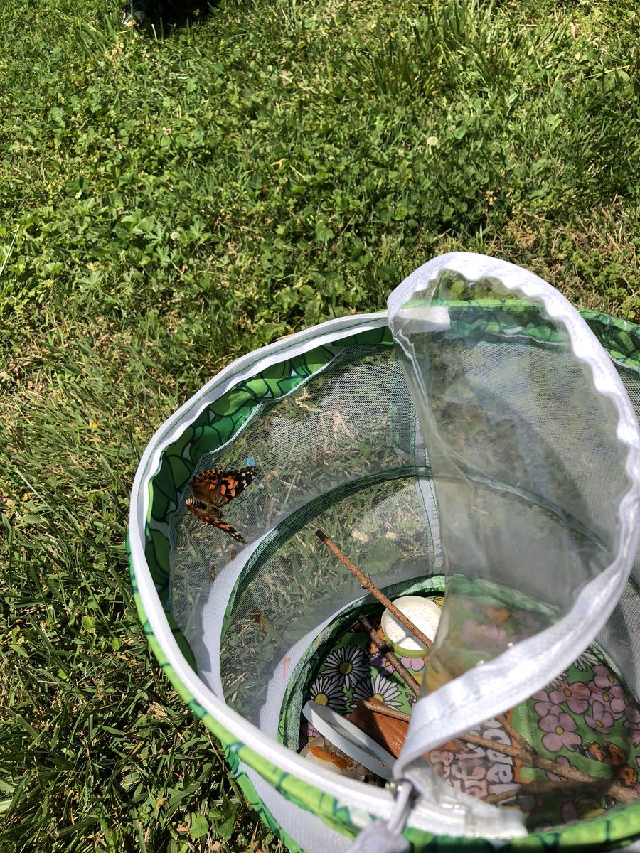 RoarksReef's tweet photo. Exciting end to the week-releasing our five butterflies #bcpshuskies https://t.co/w24OlcFj2T