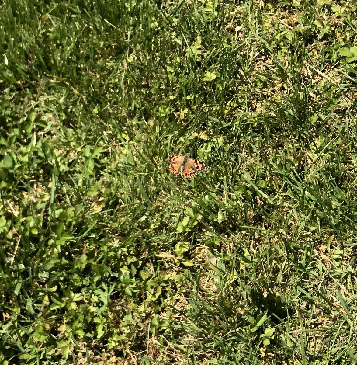 RoarksReef's tweet photo. Exciting end to the week-releasing our five butterflies #bcpshuskies https://t.co/w24OlcFj2T