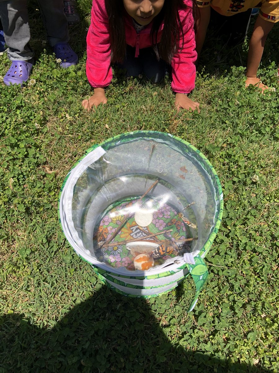 RoarksReef's tweet photo. Exciting end to the week-releasing our five butterflies #bcpshuskies https://t.co/w24OlcFj2T