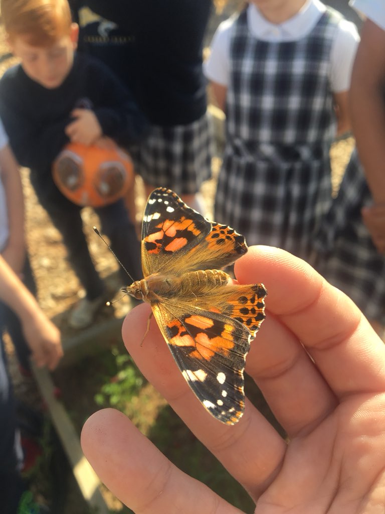 shcs_sunshine's tweet photo. Butterfly release. They kept hanging out with us even when released. https://t.co/tLLmvKiw6H