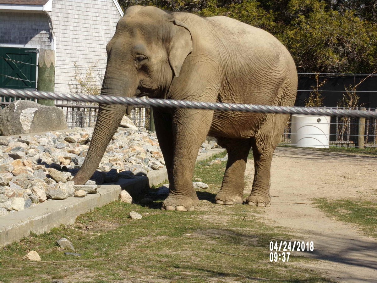 RetireRuthEmBPZ's tweet photo. Emily picks through the rocks for a specific grass, one that she used too snack on before the expansion.

At The Elephant Sanctuary, she won't have to pick through a rock pile to get a variety of grasses.

(She also picks rocks out &amp; sets them aside for the keepers to put back!) https://t.co/Eu2cbt0w6S