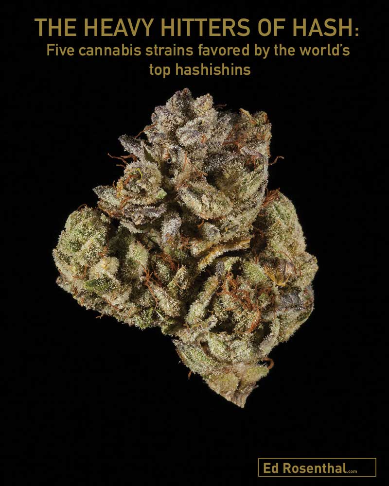 edrosenthal's tweet photo. Discover Nikka T of #EssentialExtracts ‘s favorite top five hash making cannabis strains 👉🏾https://t.co/z4OTdjQ1Ty https://t.co/7JW2uPitjR