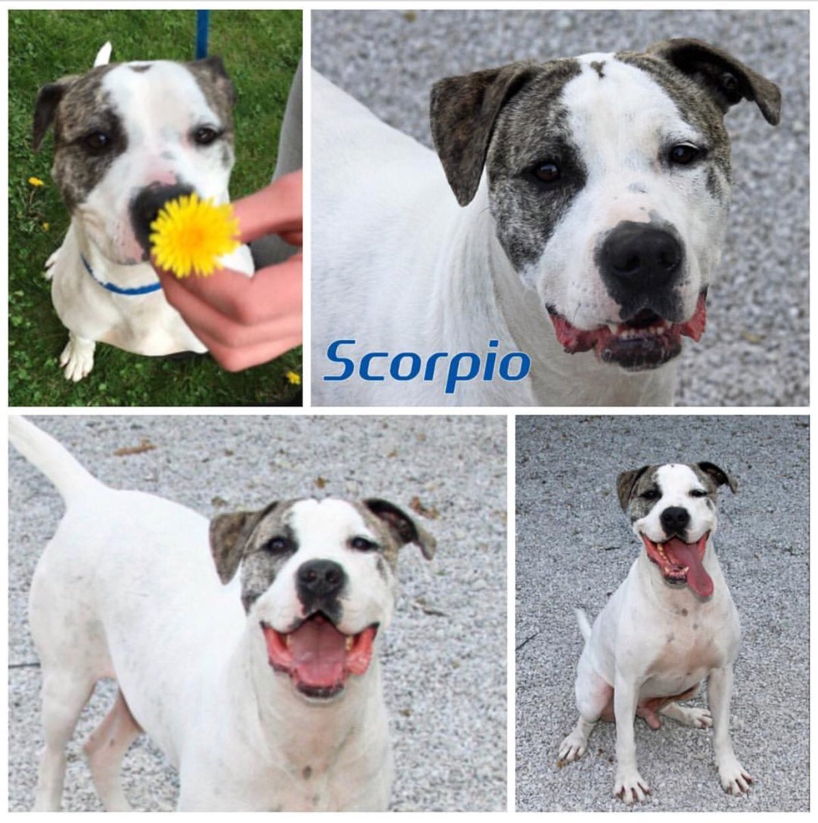 Scorpio is such a sweetheart! He has SO much love to give! Please help us find Scorpio a loving forever home he deserves by retweeting! hopefultailsadoptions@outlook.com