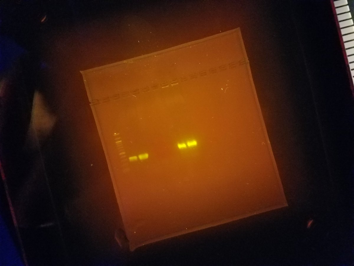 barrellrolled's tweet image. In biology, we created copies of our DNA and used electrical currents to view part of our genome.
 #OSUBI213 #OSUIB