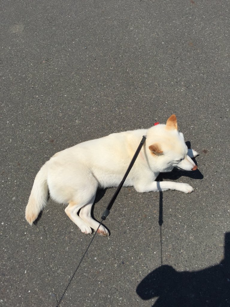 チョビ Sur Twitter 動かない犬 俯瞰と煽り チョビ Sur Twitter 動かない犬 俯瞰と煽り