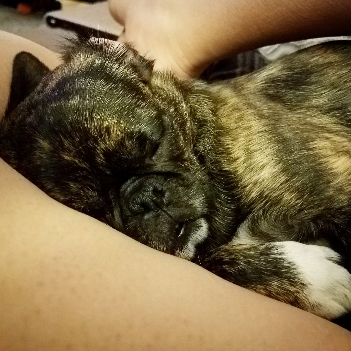 funaek's tweet photo. Fell asleep on the couch &amp; when I woke up Monkey was curled up against my legs &amp; sound asleep. #sleepymonkey #snugglymonkey https://t.co/B02Eh0NqQd