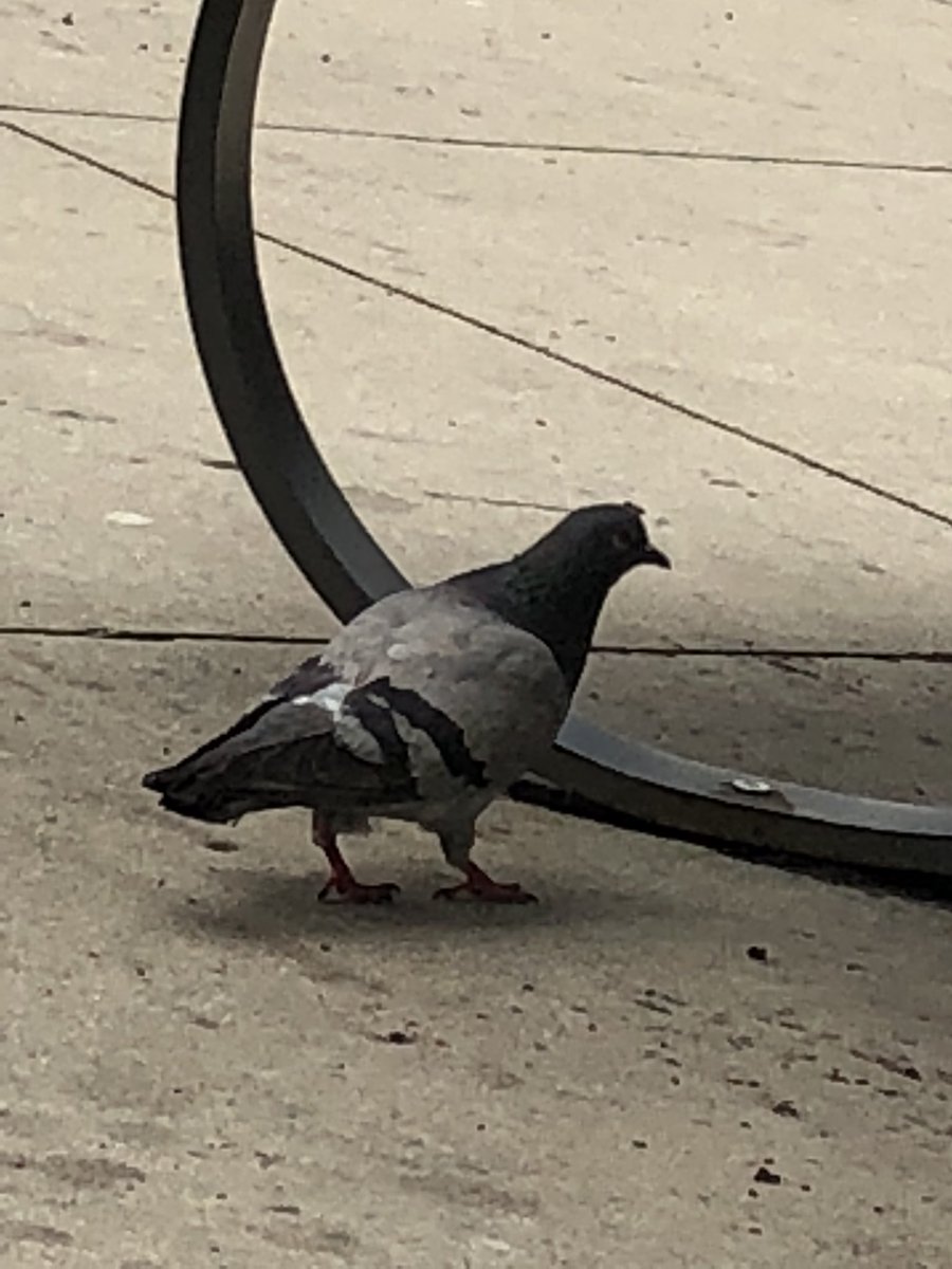 DustinSexton1's tweet photo. That moment you see a pigeon and immediately start singing “theme park pigeon walking down the street” but in this case it was “downtown Chicago pigeon walking down the street” thanks @thetimtracker I blame you for this 😂 https://t.co/mSy2iilJ6R