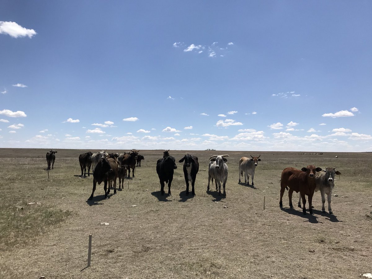 KSPrairieChick's tweet photo. Prairie-chicken biologists and landowners have a common goal: healthy grass. These bovines took a break from eating grass to learn more about #prairiechickens https://t.co/mNWmzqkESC