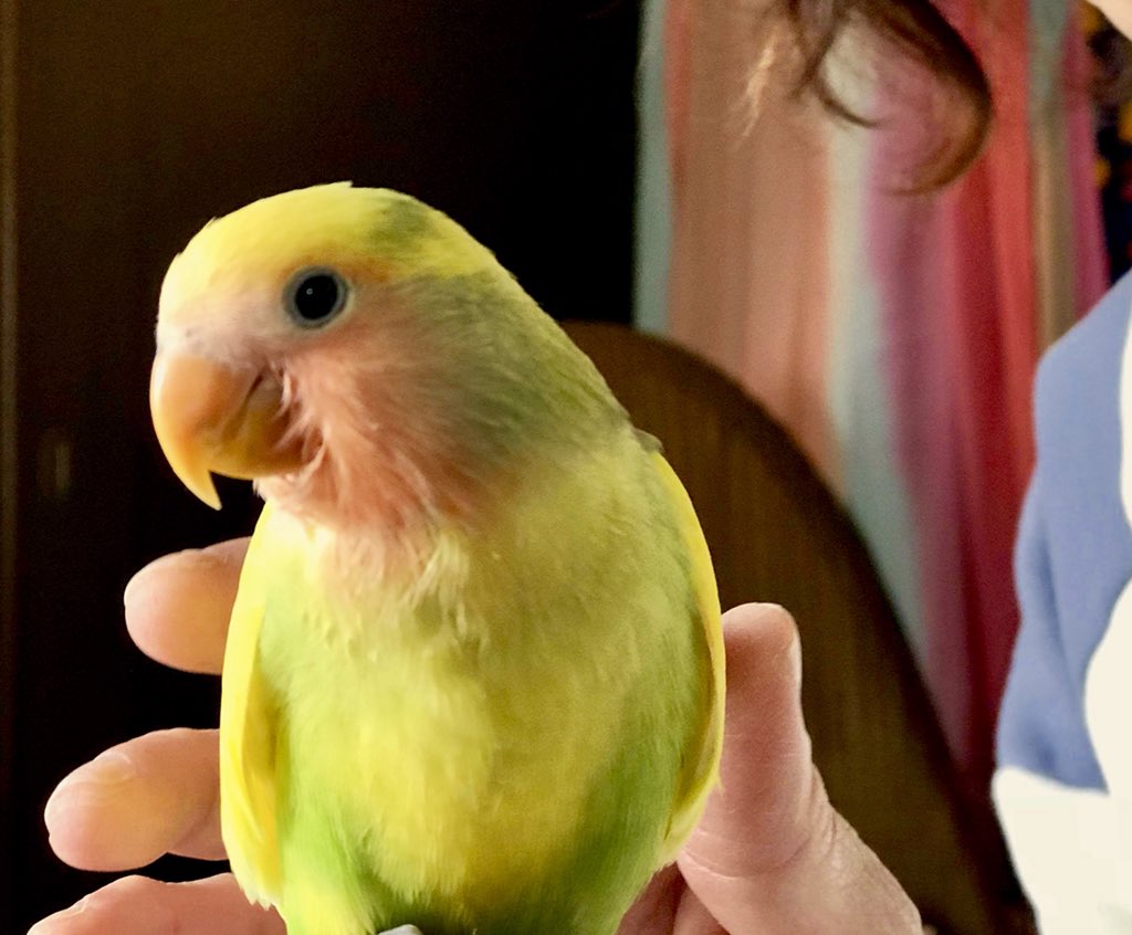 インコの飼育