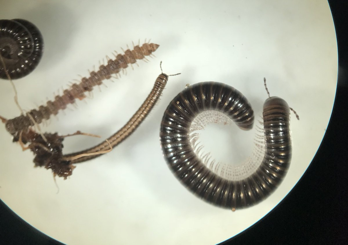 #DearMillipede - while native millipedes are the best, can we still call non-natives cute? These guys seem well-adjusted to the farm life 👩🏻‍🌾
