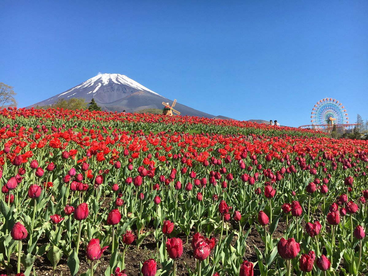 天空のチューリップ祭り